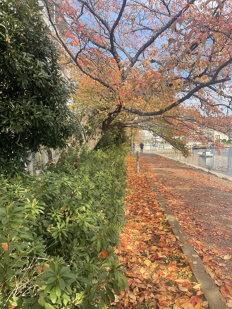 紅葉