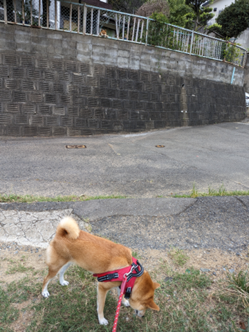 風船飛ばし