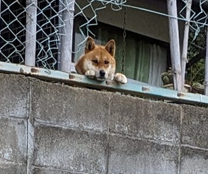 風船飛ばし