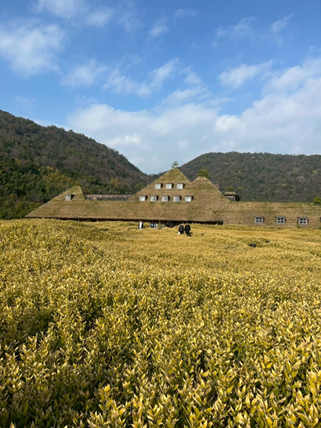 茅葺き屋根の建物と一面に広がる草むらの風景