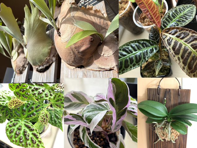 ビカクシダやベゴニアなど個性的な観葉植物を集めたコラージュ画像