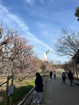梅の花が咲く公園の小道と遠くに見える太陽の塔