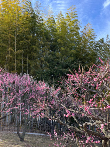 満開のピンクの梅の花と背後に広がる青々とした竹林