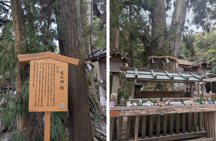 「巳の神杉」の解説看板と、酒や生卵がお供えされた神木の祭壇