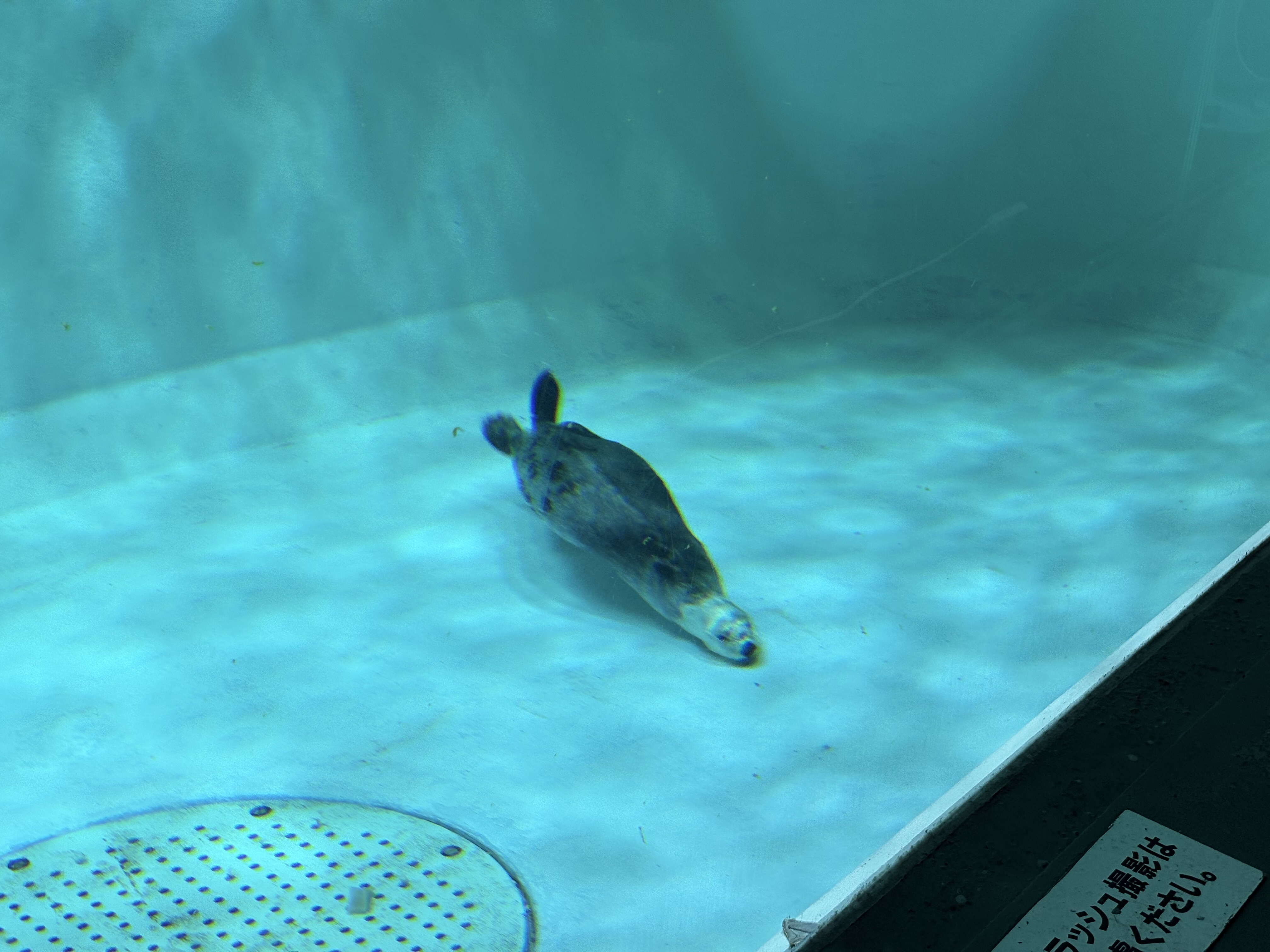 鳥羽水族館