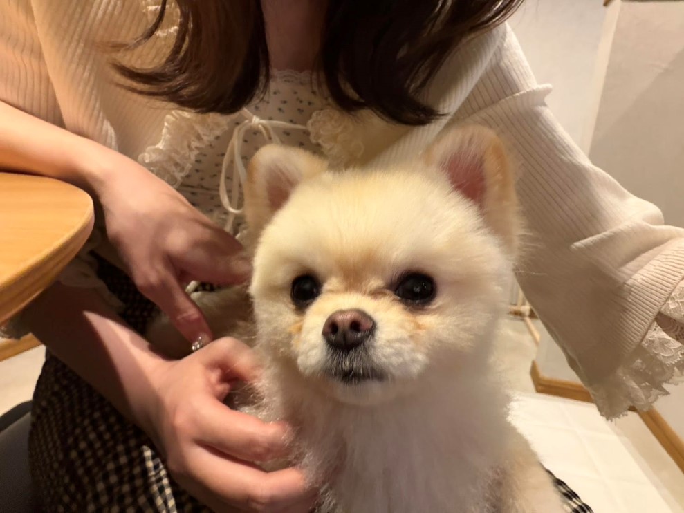 かわいい犬